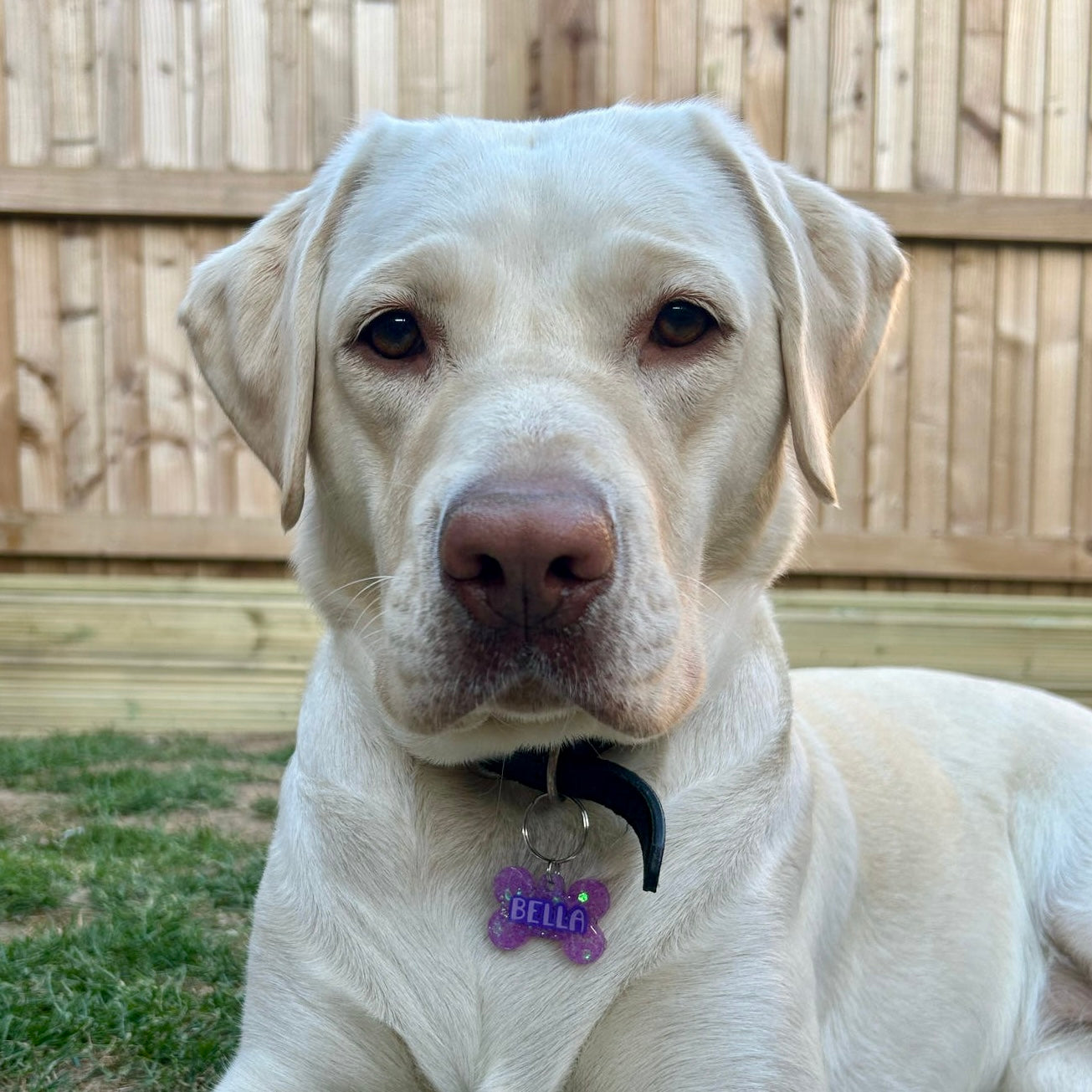 Chunky Glitter Dog Tags