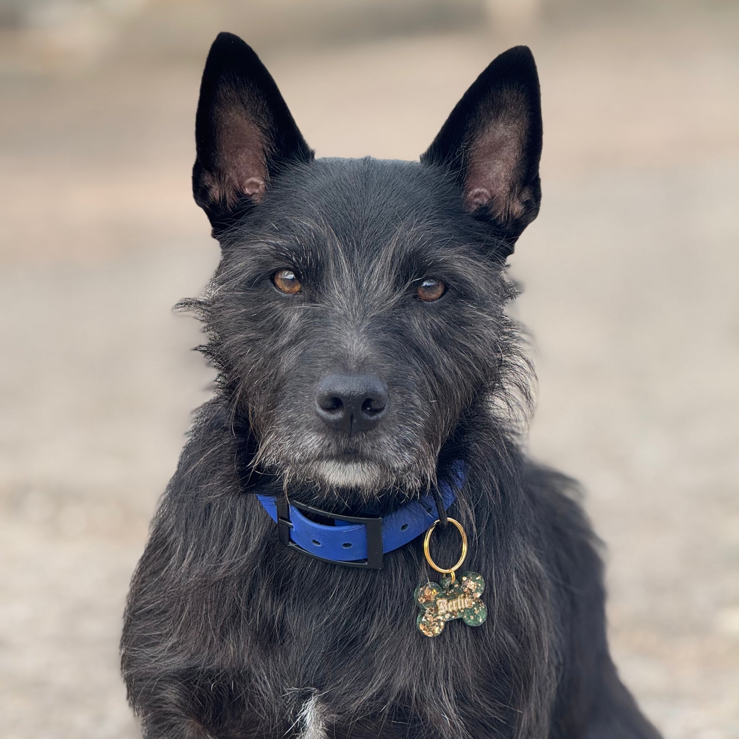 Golden Hour Dog Tags