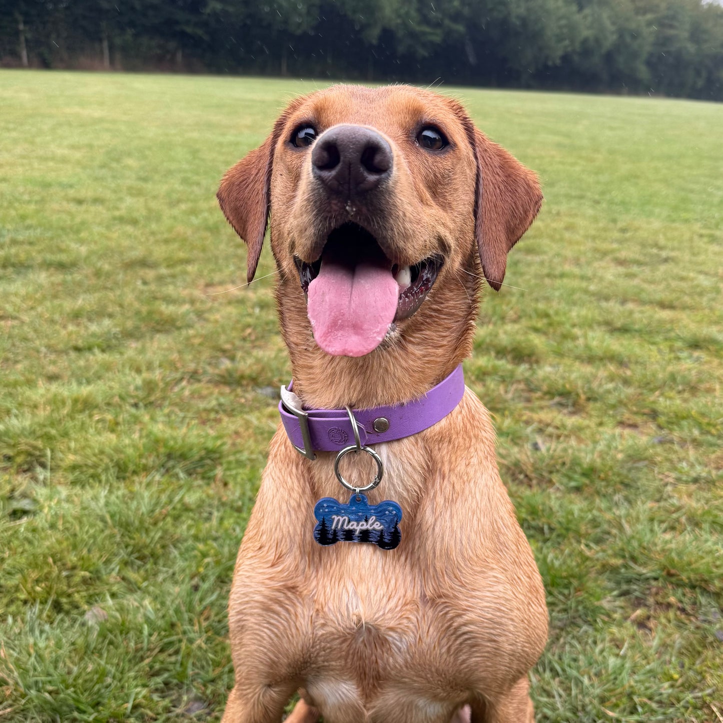 Starry Night Dog Tags
