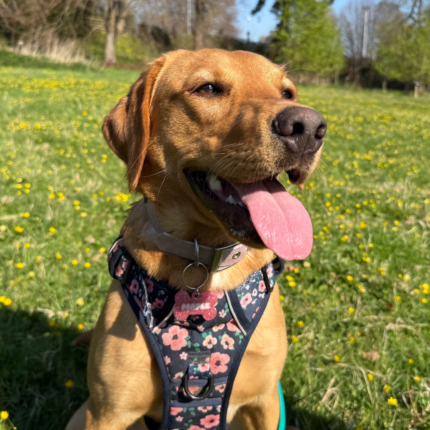 Fine Glitter Dog Tags