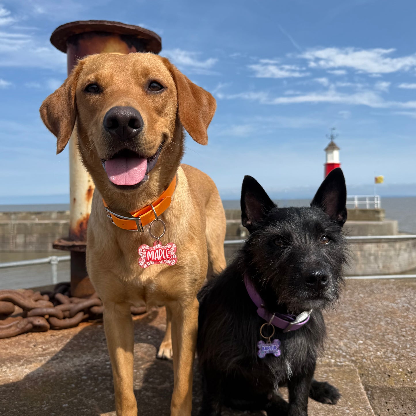 Summer Fruits Dog Tags