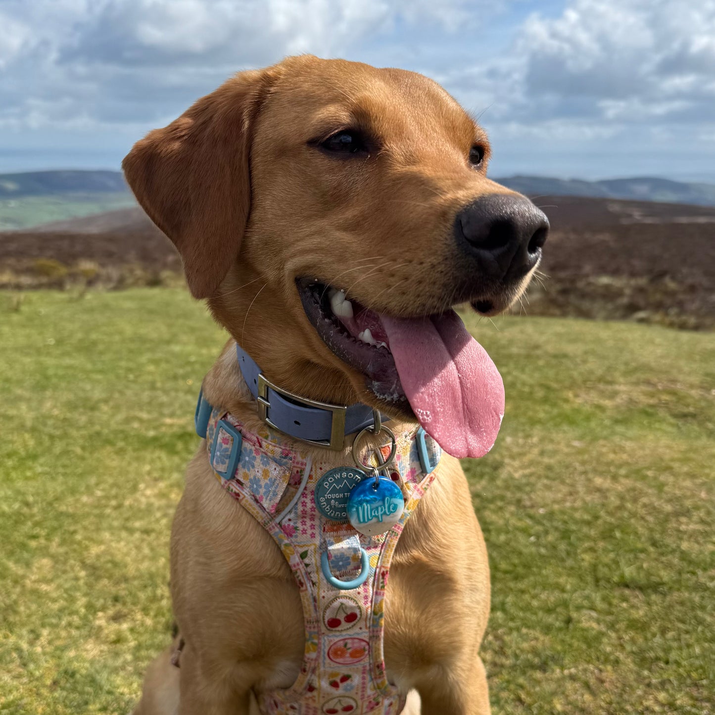 Day at the Beach Dog Tags