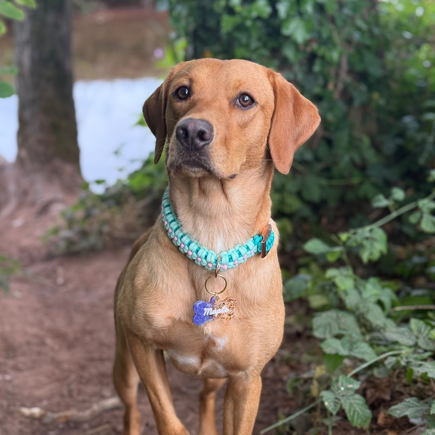 Golden Hour Dog Tags