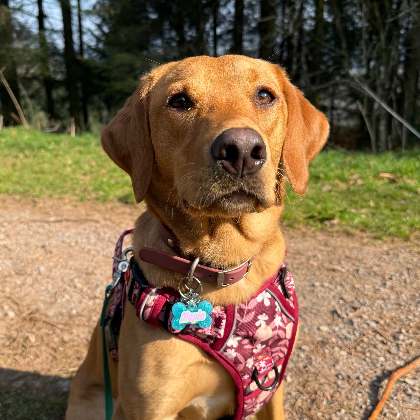 Chunky Glitter Dog Tags