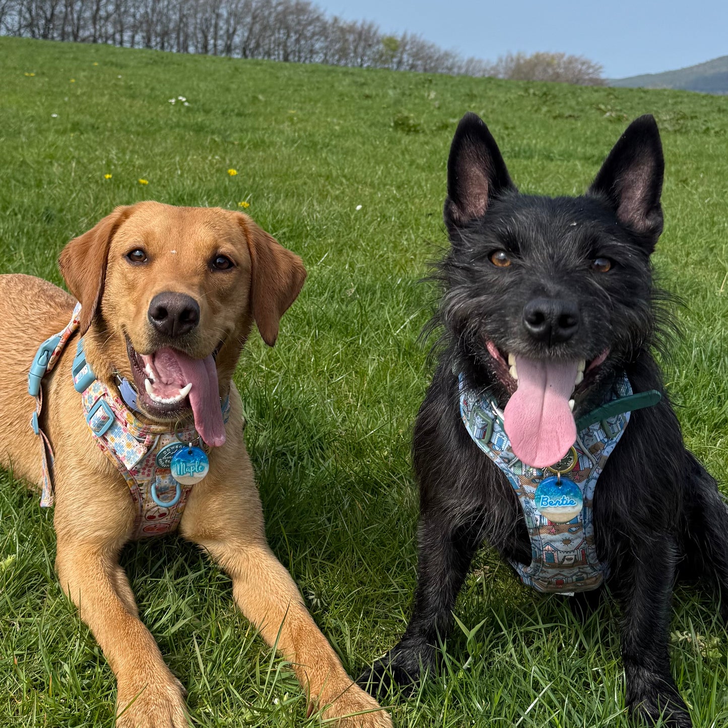 Day at the Beach Dog Tags