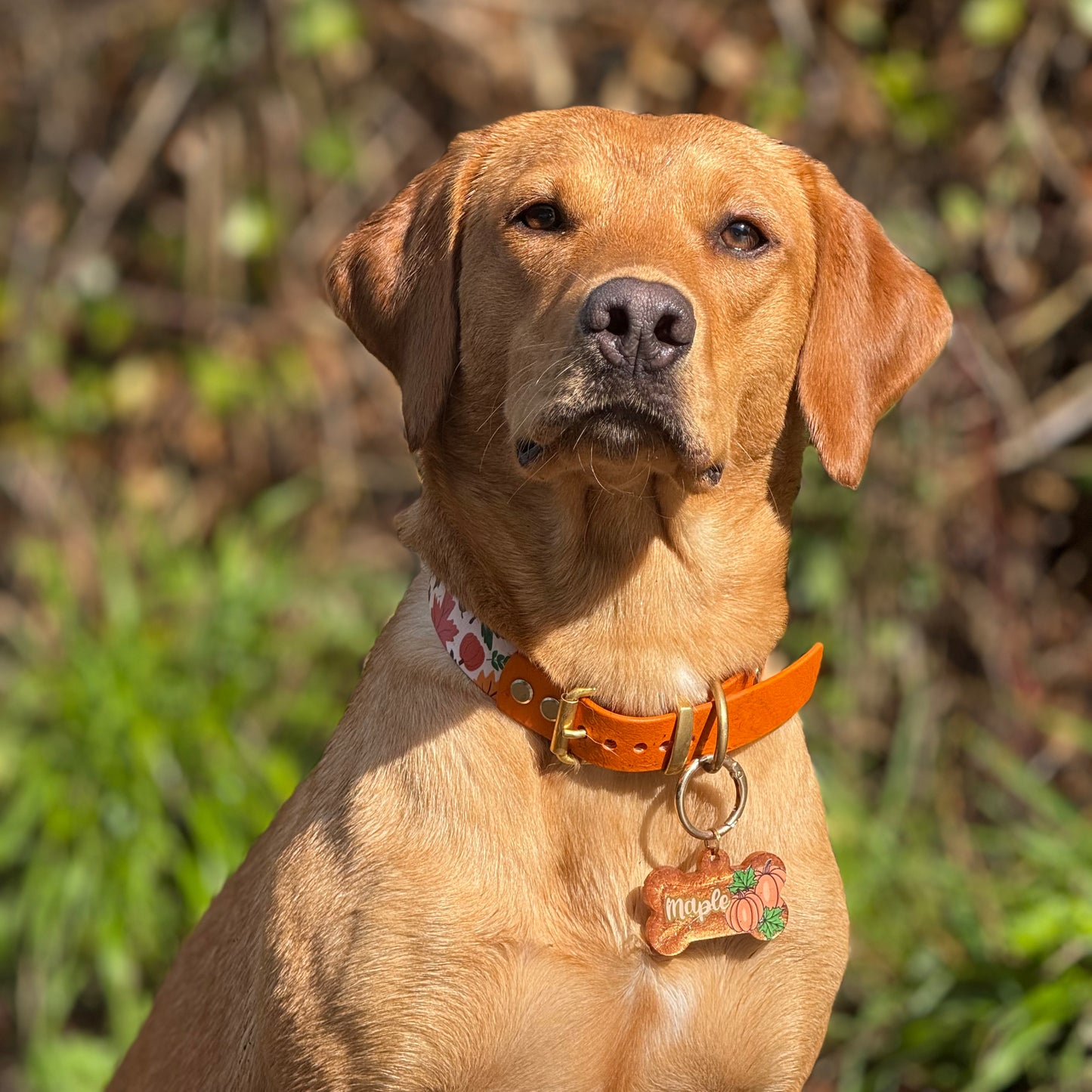 Golden Harvest Dog Tag